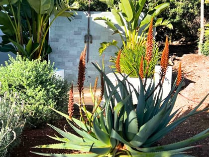 Can Yondal Garden Plants