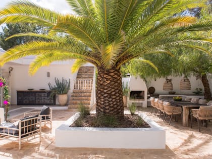 Can Yondal Terrace Palm Tree