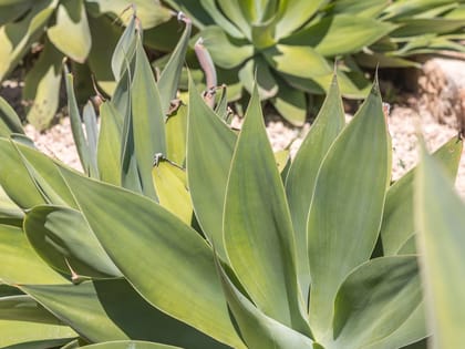Can Tomas Aloe Vera