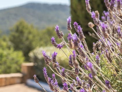 Can Tomas Lavanda