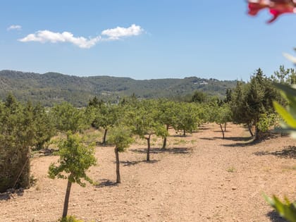 Can Tomas Trees