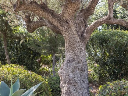 Can Haya Garden Tree