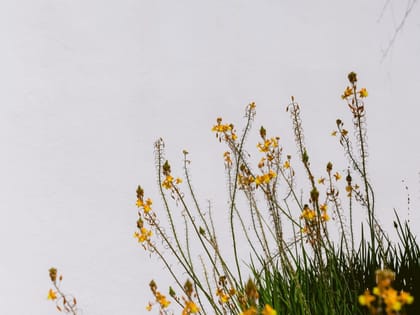 Can Yondal Garden Detail
