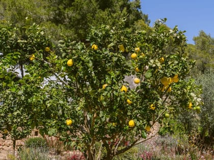 Can Yondal Garden Tree
