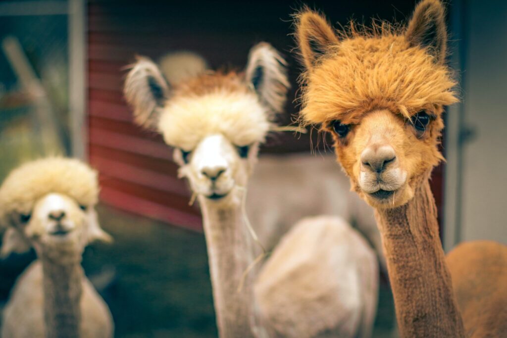 Alpaca Farm Min