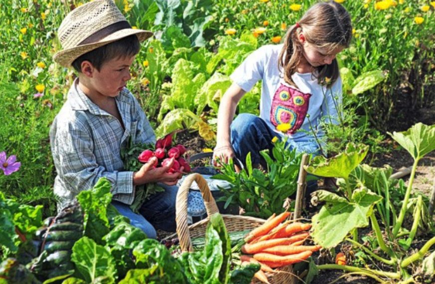 Farm Visits